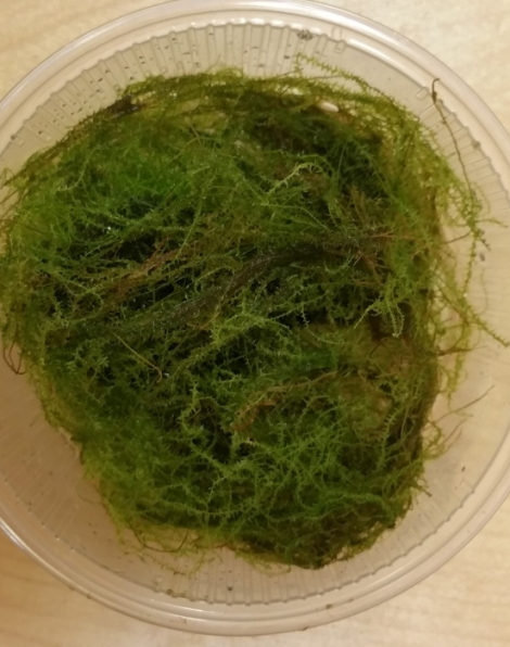 Stringy Moss (Leptodictyum riparium) - portion
