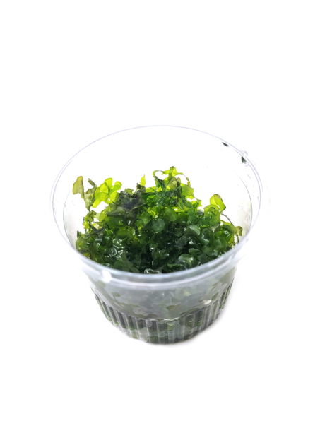 Lomariopsis lineata - cup