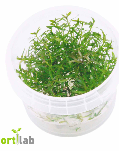Ludwigia arcuata - tissue culture