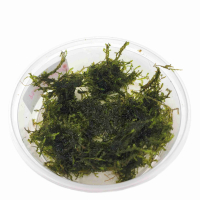 Vesicularia ferriei 'Weeping Moss' - portion