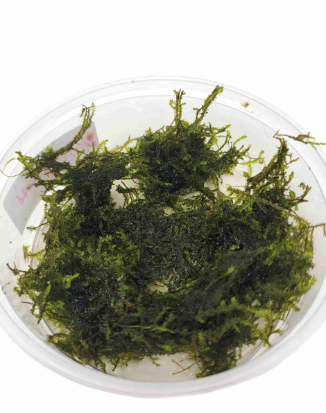 Vesicularia ferriei 'Weeping Moss' - portion