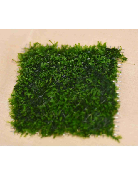 Willow Moss (Fontinalis antipyretica) on a mesh