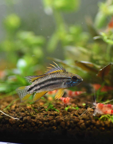 Apistogramma bitaeniata peru blue