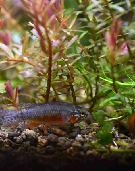 Apistogramma elizabethae