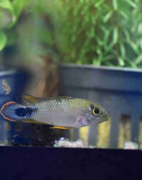 Apistogramma panduro