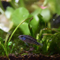 Apistogramma mendezi Santa Isabel