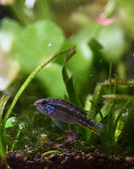 Apistogramma mendezi Santa Isabel