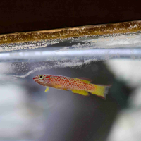 Gabon Killifish (Aphyosemion gabunense) - male