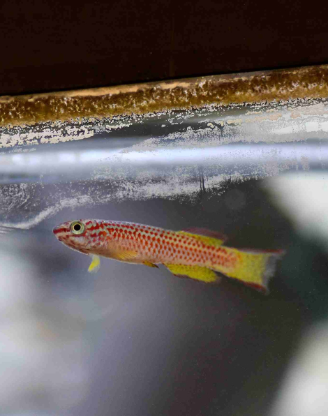 Gabon Killifish (Aphyosemion gabunense) - male
