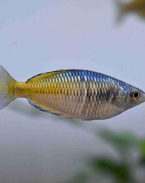 Boeseman's rainbowfish (Melanotenia boesemani)