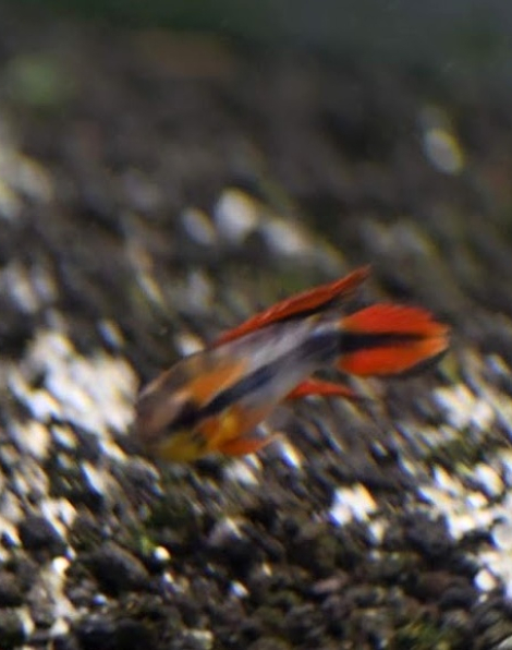 Apistogramma agassizii blue