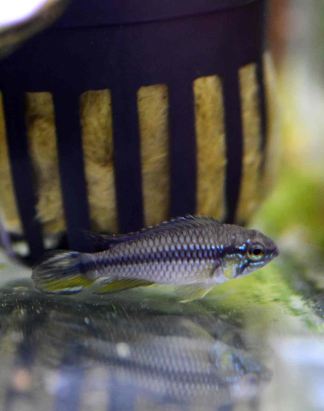 Apistogramma agassizii 'Alenquer'