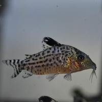 Corydoras agassizii