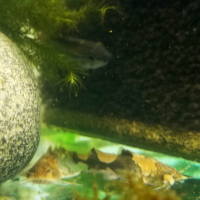 Wasp Catfish (Akysis portellus)