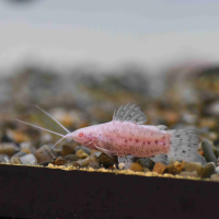 Spotted Albino Hoplo (Megalechis thoracata)