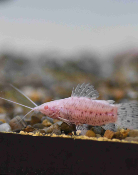 Spotted Albino Hoplo (Megalechis thoracata)