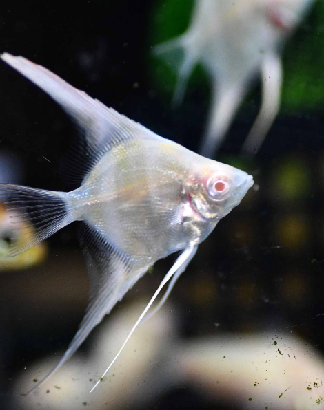 Albino Manacapuru Red Beck