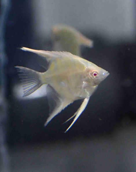 Albino Zebra Angelfish - small