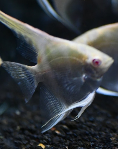 Gold Albino Angelfish