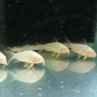 Albino Corydoras Sterbai