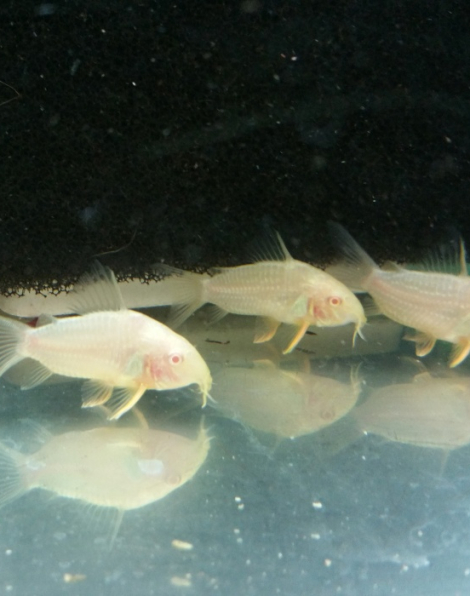 Albino Corydoras Sterbai