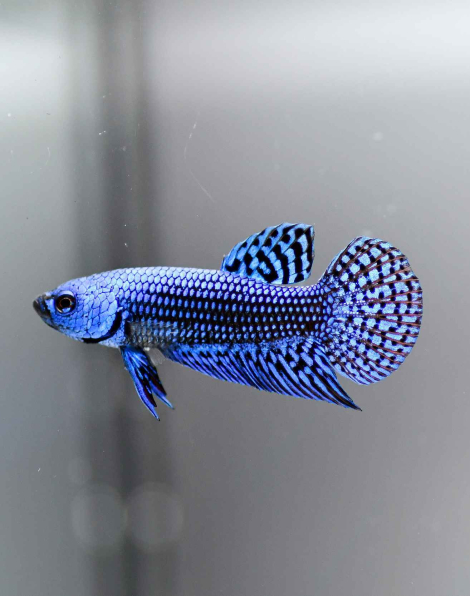 Blue Alien Wild Betta - Male
