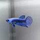 Labyrinth Fish