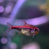 Amapá Tetra (Hyphessobrycon amapaensis)