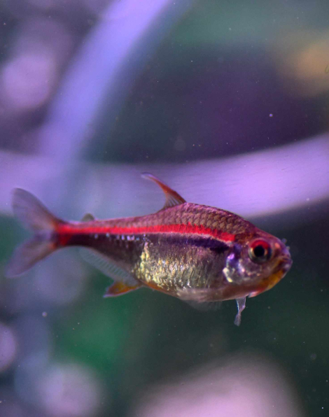 Amapá Tetra (Hyphessobrycon amapaensis)