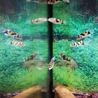 Amazon puffer (Colomesus asellus)