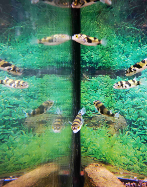 Amazon puffer (Colomesus asellus)