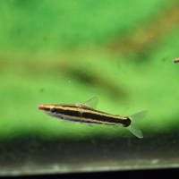 Ternetzi Headstander (Anostomus ternetzi)