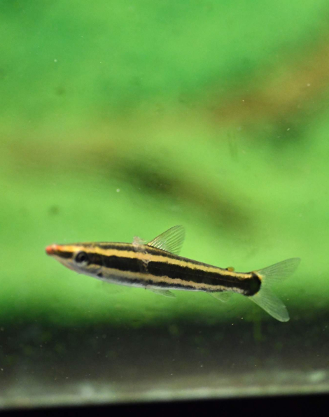 Ternetzi Headstander (Anostomus ternetzi)