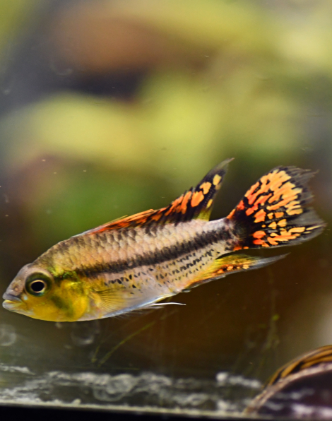 Apistogramma cacatuoides double red