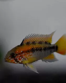 Apistogramma macmasteri