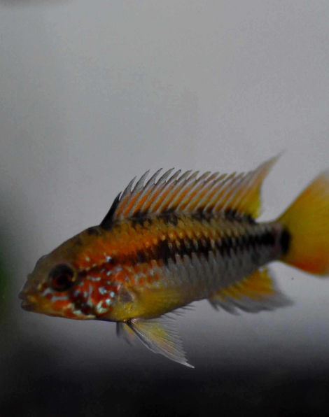 Apistogramma macmasteri