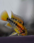 Apistogramma macmasteri