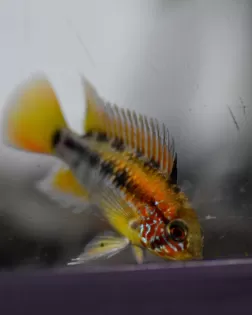 Apistogramma macmasteri