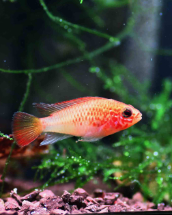 Apistogramma viejita gold