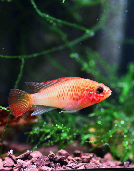 Apistogramma viejita gold