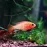 Apistogramma viejita gold - female