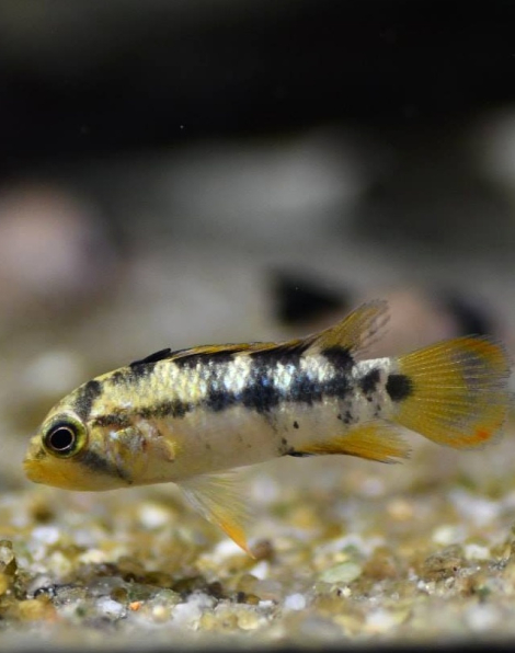 Apistogramma baenschi - Inca