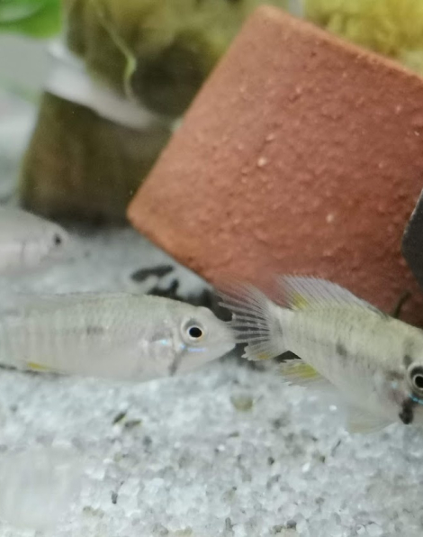 Apistogramma cruzi