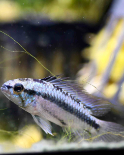 Apistogramma trifasciata