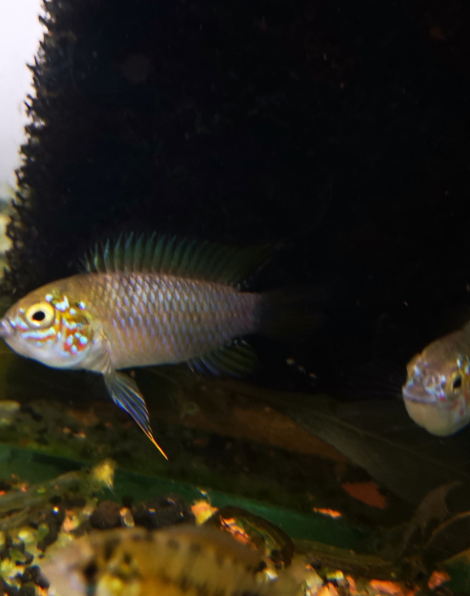 Apistogramma borellii - male