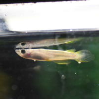 Blue Panchax Killifish (Aplocheilus panchax)