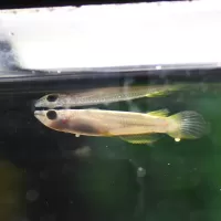 Blue Panchax Killifish (Aplocheilus panchax)