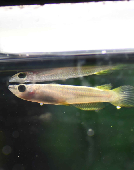 Blue Panchax Killifish (Aplocheilus panchax)