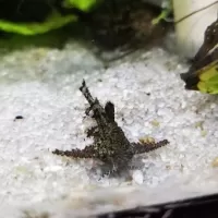 Asian Stone Catfish (Hara jerdoni)