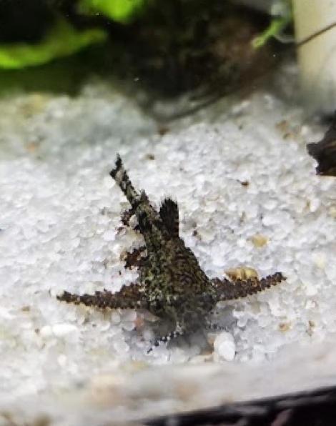 Asian Stone Catfish (Hara jerdoni)